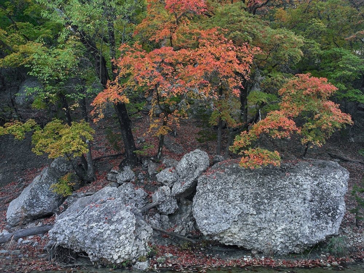 Picture of MAPLES IN AUTUMN-LOST MAPLES STATE PARK-TEXAS