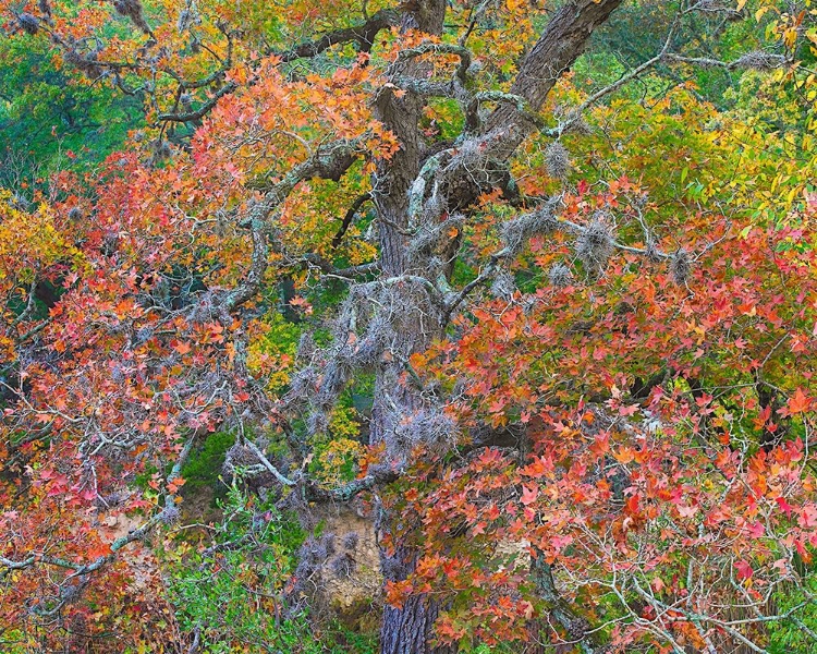 Picture of MAPLES IN AUTUMN-LOST MAPLES STATE PARK-TEXAS