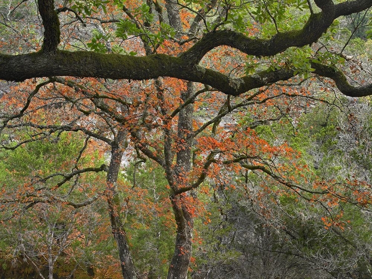 Picture of LOST MAPLES STATE PARK-TEXAS