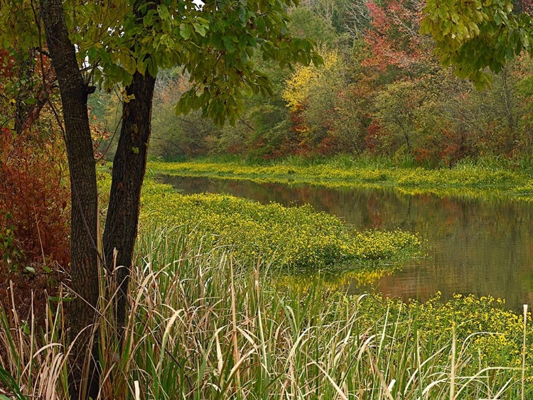 Picture of WILTON LANDING AT MILLWOOD LAKE-ARKANSAS