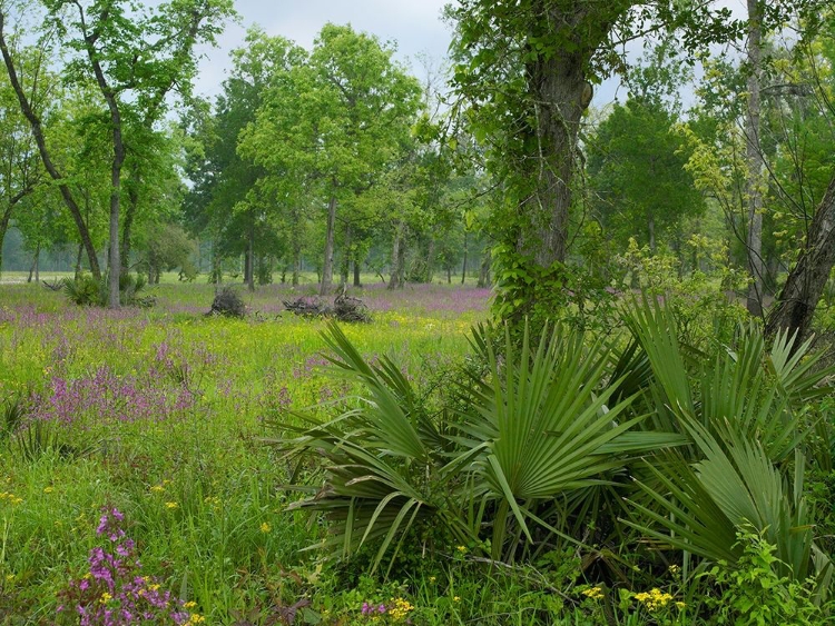 Picture of BIG THICKET NATIONAL PRESERVE-LANCE ROSIER-TEXAS