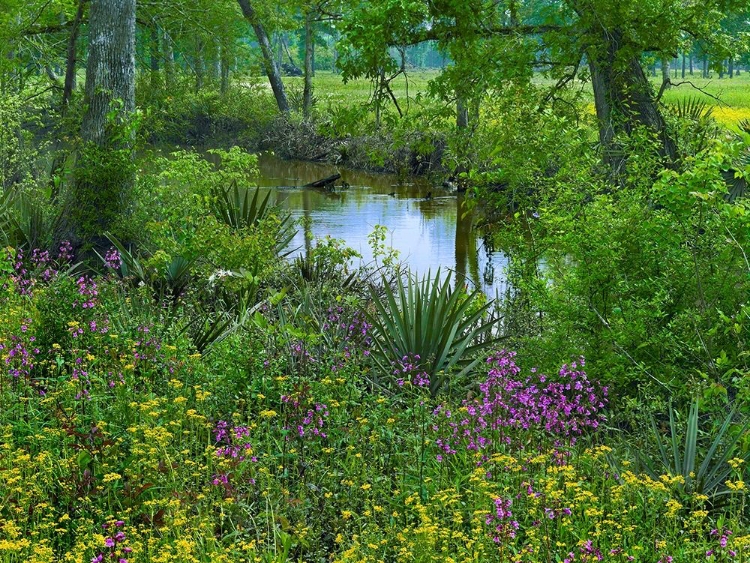 Picture of BIG THICKET NATIONAL PRESERVE-LANCE ROSIER-TEXAS