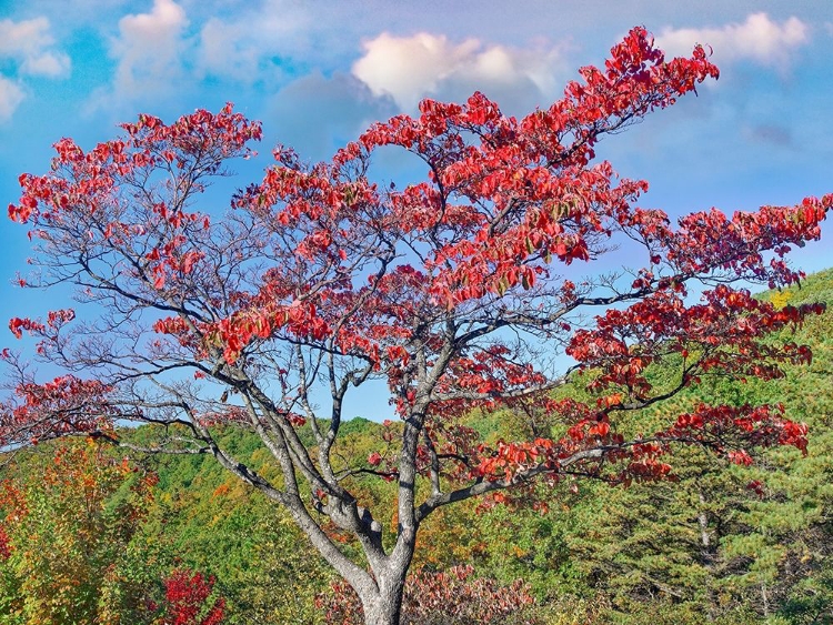 Picture of SAWMILL RUN OVERLOOK-SHENANDOAH NATIONAL PARK-VIRGINIA