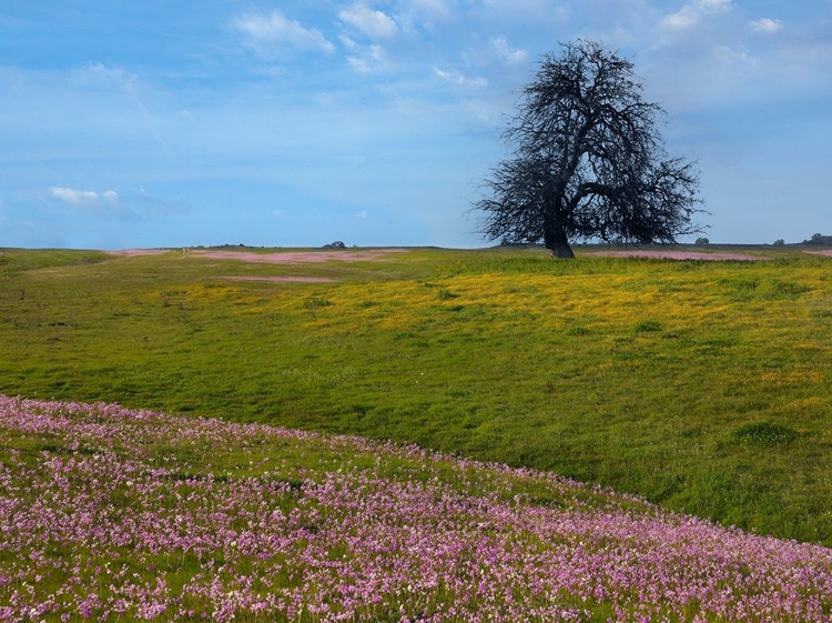 Picture of SHOOTING STAR WILDFLOWER MEADOW-LA PANZA RANGE-CALIFORNIA