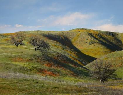 Picture of LA PANZA RANGE IN SPRING-CALIFONIA