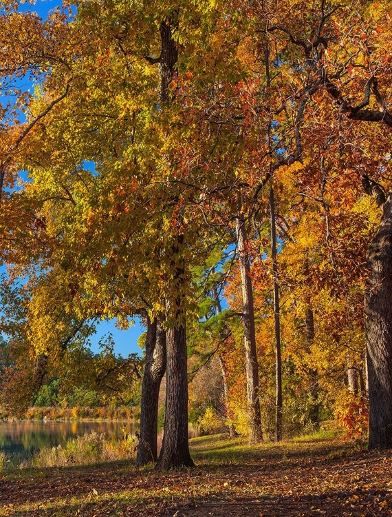 Picture of TYLER LAKE STATE PARK-TEXAS