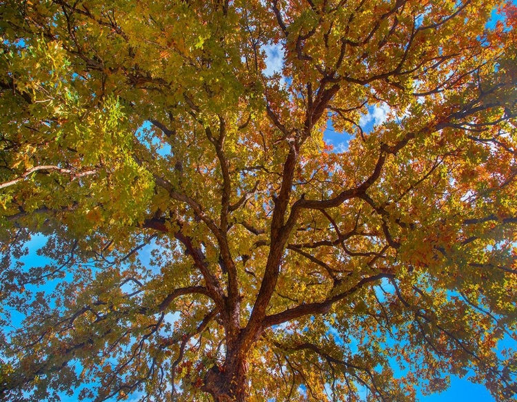 Picture of WHITE OAK TREE CROWN-TEXAS