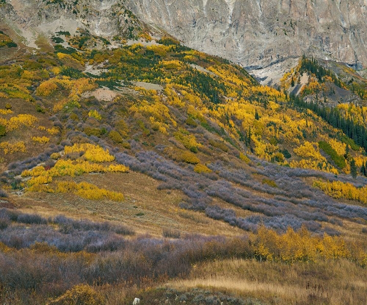 Picture of SUB-ALPINE FOREST-GOTHIC MOUNTAIN-COLORADO