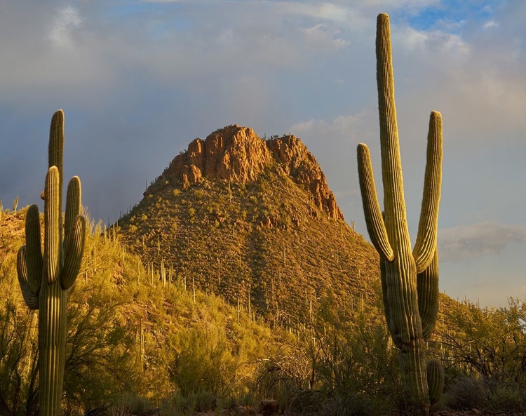 Picture of TUCSON MOUNTAINS-SAGUARO NATIONAL PARK-ARIZONA