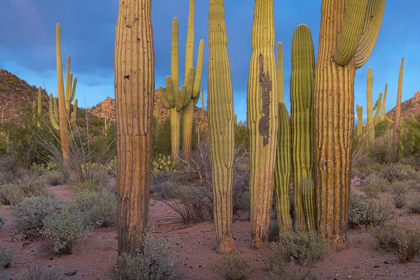 Picture of TUCSON MOUNTAINS-SAGUARO NATIONAL PARK-ARIZONA