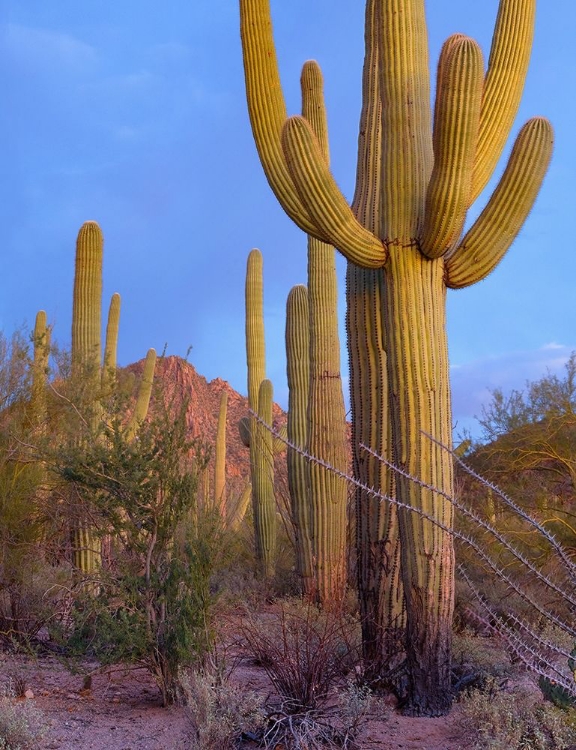 Picture of TUCSON MOUNTAINS-SAGUARO NATIONAL PARK-ARIZONA