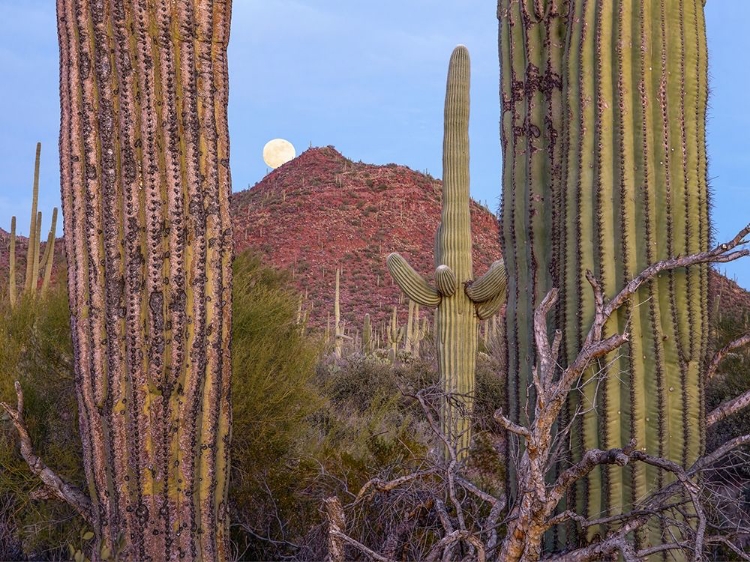 Picture of TUCSON MOUNTAINS-SAGUARO NATIONAL PARK-ARIZONA