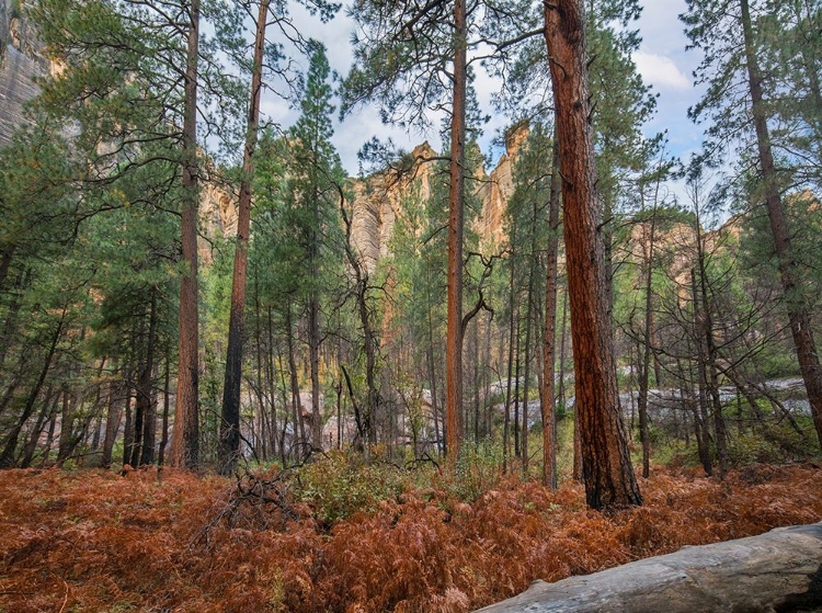 Picture of COCONINO NATIONAL FOREST FROM WEST FORK TRAIL NEAR SEDONA-ARIZONA