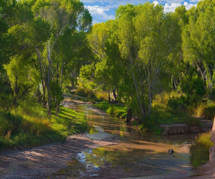 Picture of COTTONWOODS ALONG THE SAN PEDRO RIVER-ARIZONA-USA