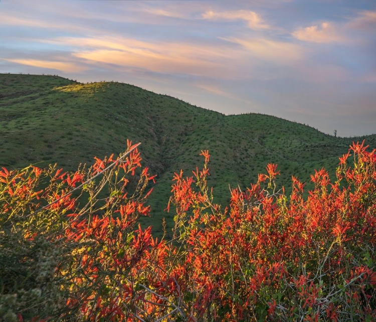 Picture of CHUPAROSA-ANZA BORREGO DESERT STATE PARK-CALIFORNIA-USA