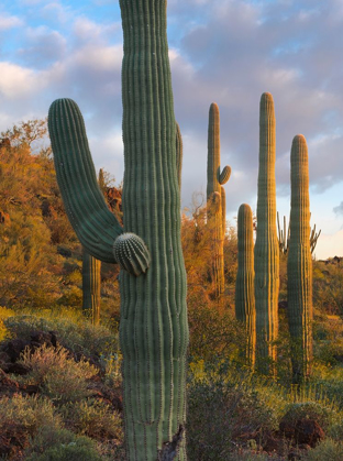 Picture of SAGUAROS AT JOSHUA TREE NATIONAL MONUMENT-CALIFORNIA-USA