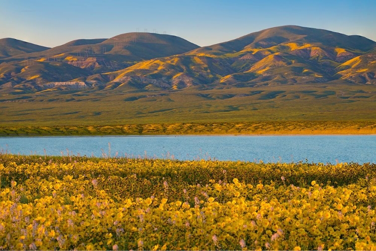 Picture of TEMBLOR RANGE AT SODA LAKE -CARRIZO PLAIN NATIONAL MONUMENT-CALIFORNIA