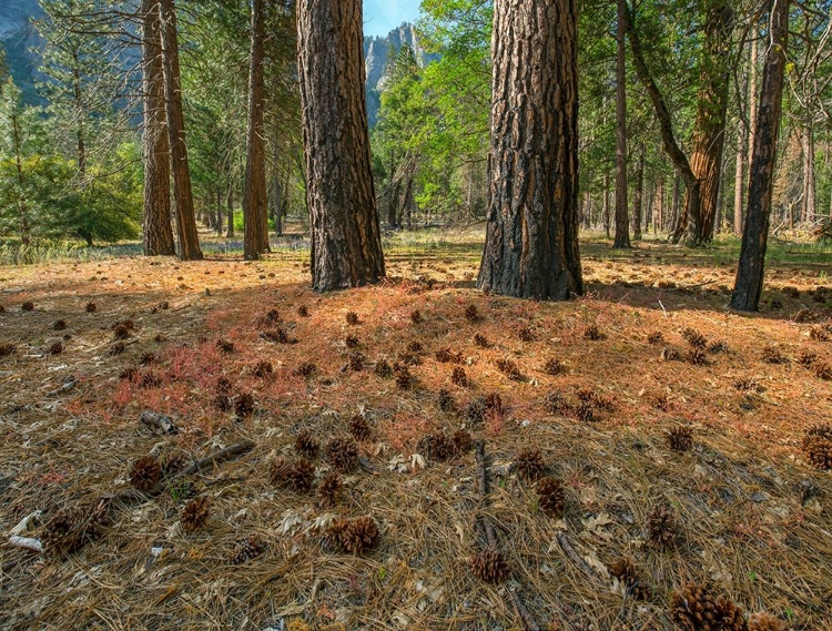 Picture of PINE FOREST-YOSEMITE VALLEY-YOSEMITE NATIONAL PARK-CALIFORNIA-USA