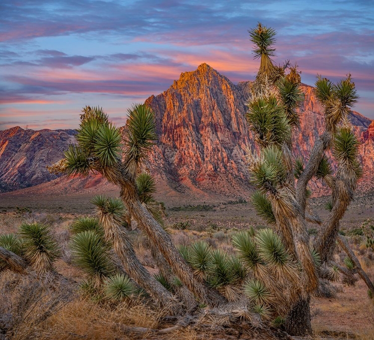 Picture of SPRING MOUNTAINS AT RED ROCK CANYON NATIONAL CONSERVATION AREA-UTAH