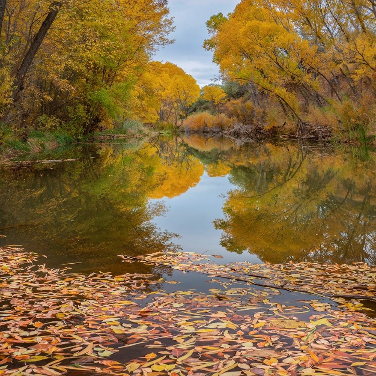 Picture of VERDE RIVER NEAR CAMP VERDE-ARIZONA-USA