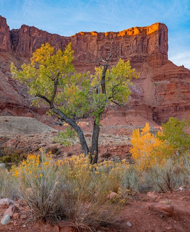 Picture of SANDSTONE CLIFFS AT PORCUPINE CANYON-UTAH