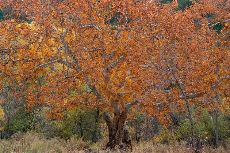 Picture of EAST VERDE RIVER-ARIZONA-USA