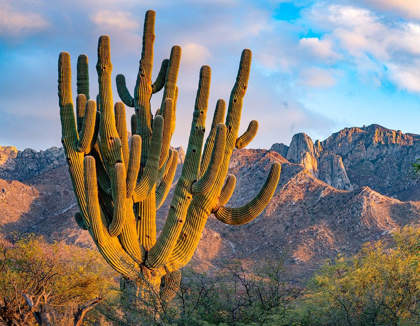 Picture of SANTA CATALINA MOUNTAINS-CATALINA STATE PARK-ARIZONA-USA