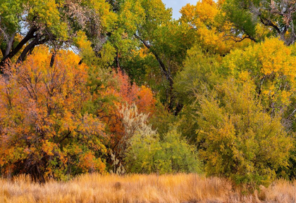 Picture of VERDE RIVER VALLEY DEAD HORSE RANCH STATE PARK ARIZONA USA