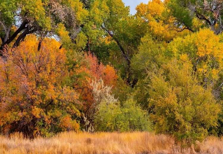 Picture of VERDE RIVER VALLEY DEAD HORSE RANCH STATE PARK ARIZONA USA