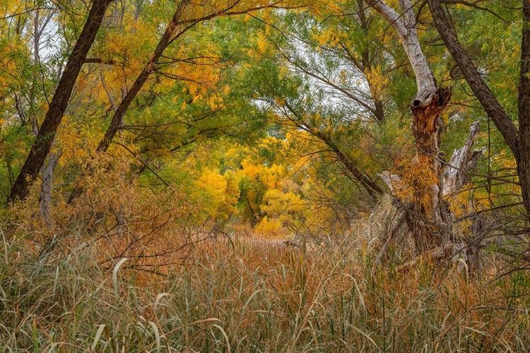 Picture of VERDE RIVER VALLEY-DEAD HORSE RANCH STATE PARK-ARIZONA-USA