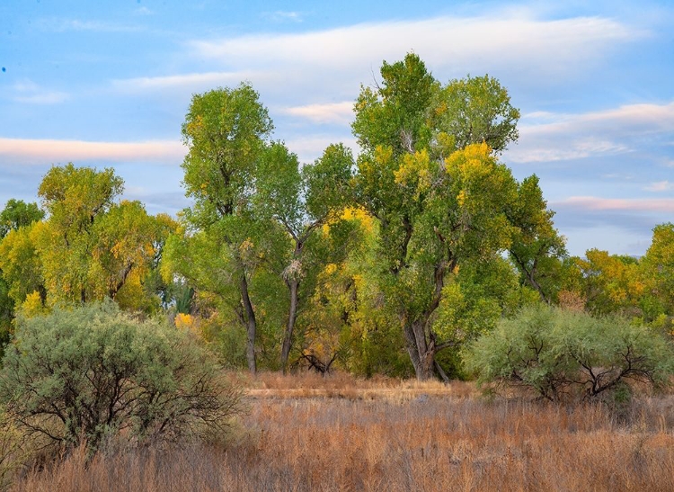 Picture of RIVERINE FOREST-DEAD HORSE RANCH STATE PARK-ARIZONA