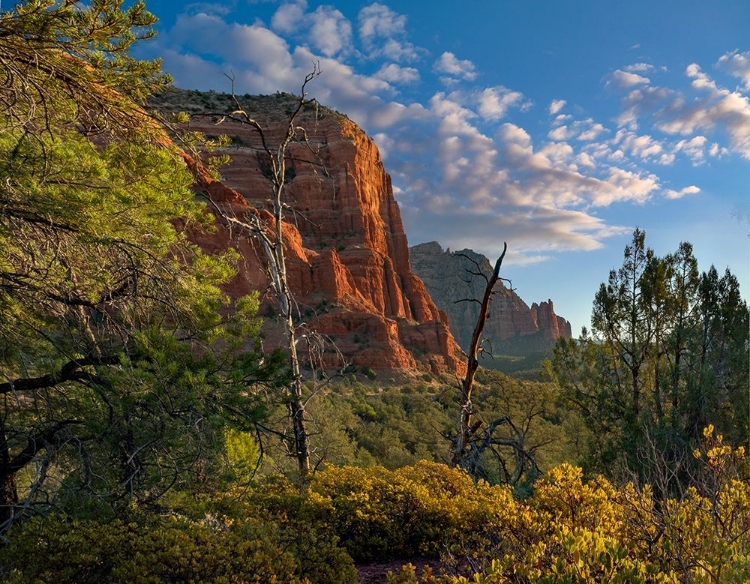 Picture of COCONINO NATIONAL FOREST NEAR SEDONA-ARIZONA-USA