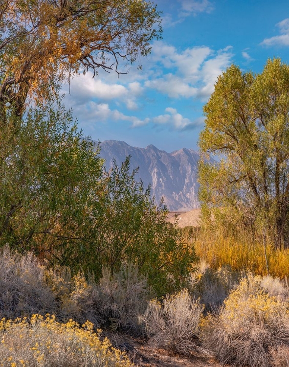 Picture of SIERRA NEVADA-OWENS VALLEY-CALIFORNIA-USA