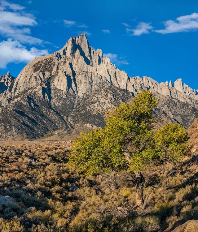 Picture of LONE PINE AND COTTONWOOD TREE-SIERRA NEVADA-CA