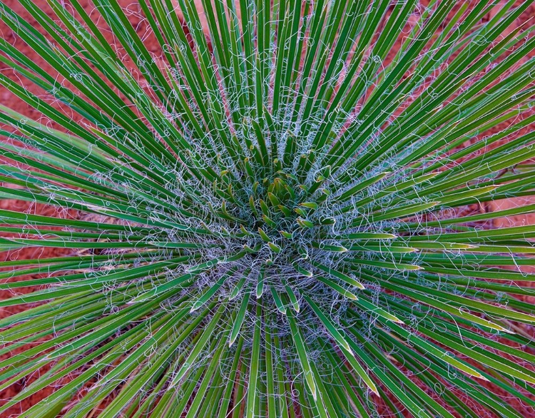 Picture of NARROW LEAF AGAVE 