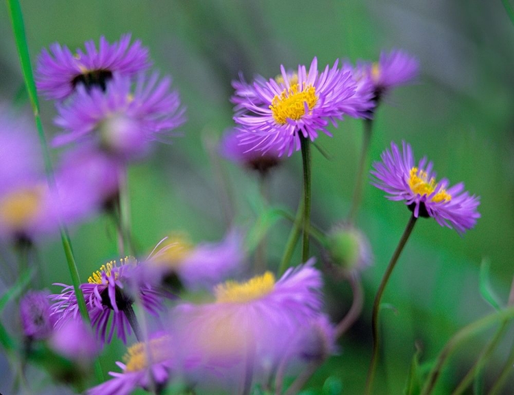 Picture of MOUNTAIN DAISES