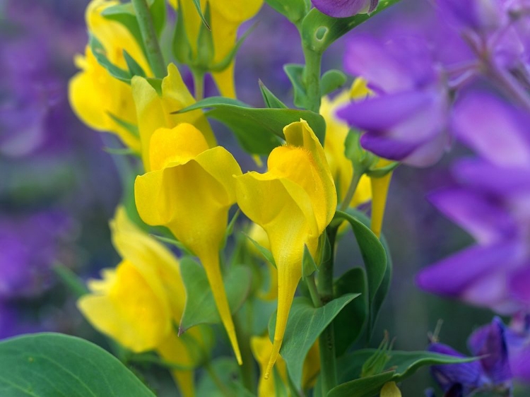 Picture of BUTTER AND EGGS WITH LUPINES