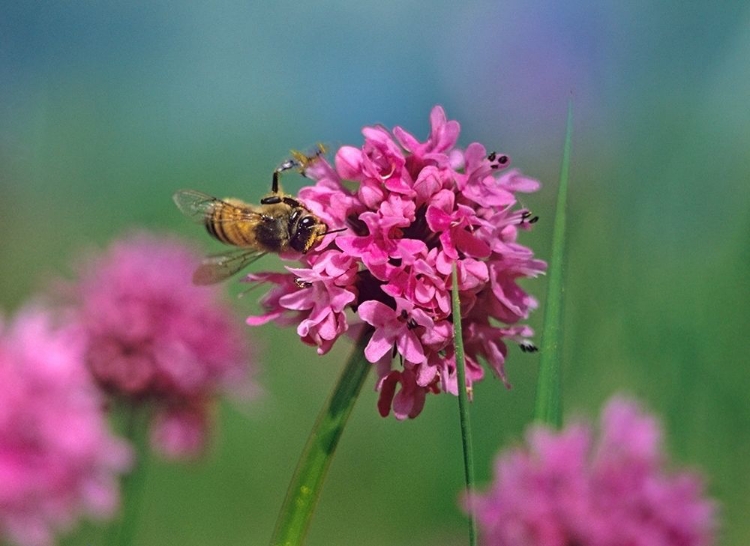 Picture of BEE ON SEA BLUSH