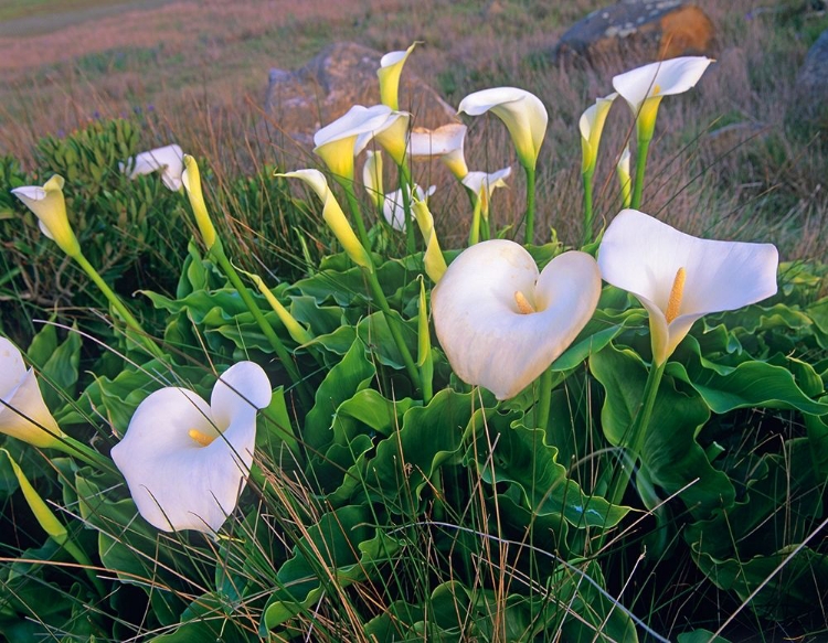 Picture of CALLA LILIES