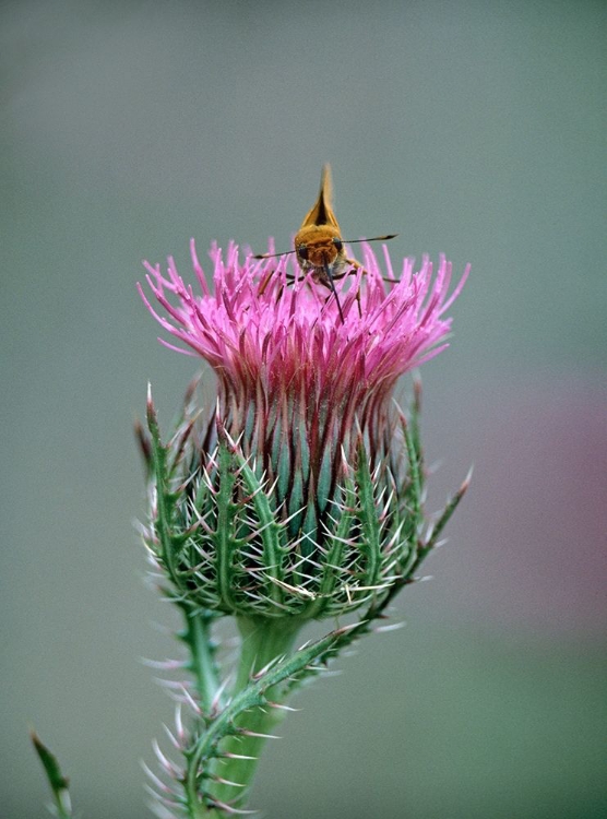 Picture of LEAST SKIPPER BUTTERFLY ON BULL THISTLE