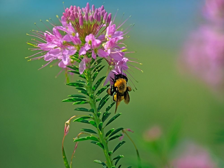 Picture of BUMBLE BEE HANGONG ON ROCK MOUNTAIN BEEPLANT