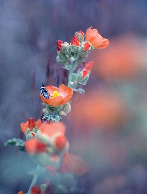 Picture of DESERT GLOBEMALLOW I