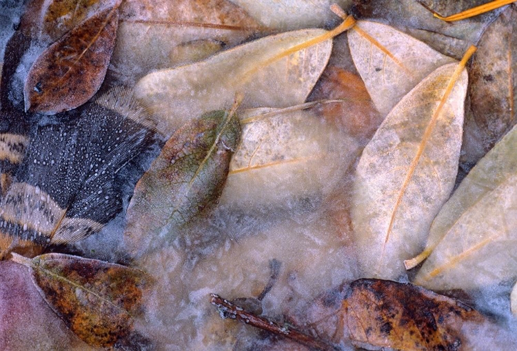 Picture of FROZEN WILLOW LEAVES AND GROUSE FEATHER