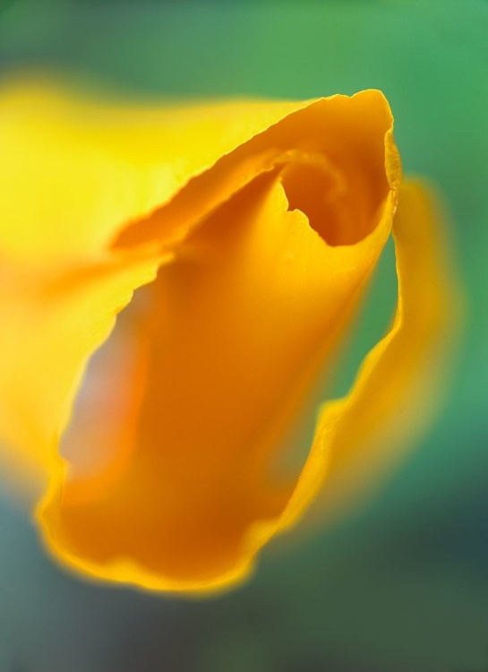 Picture of CALIFORNIA POPPY