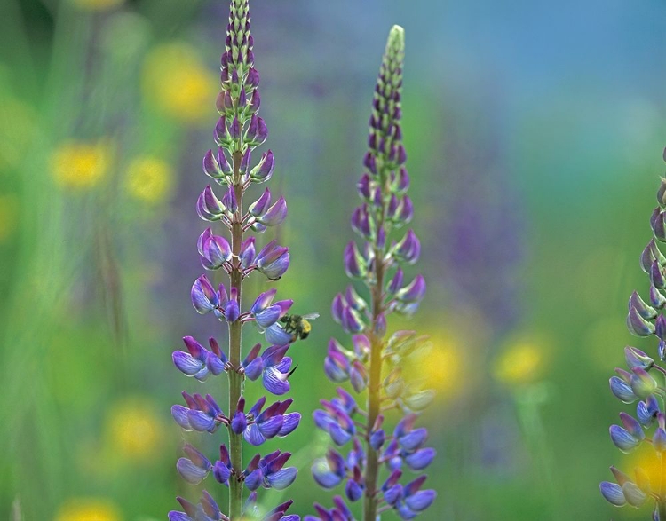 Picture of TALL LUPINES II