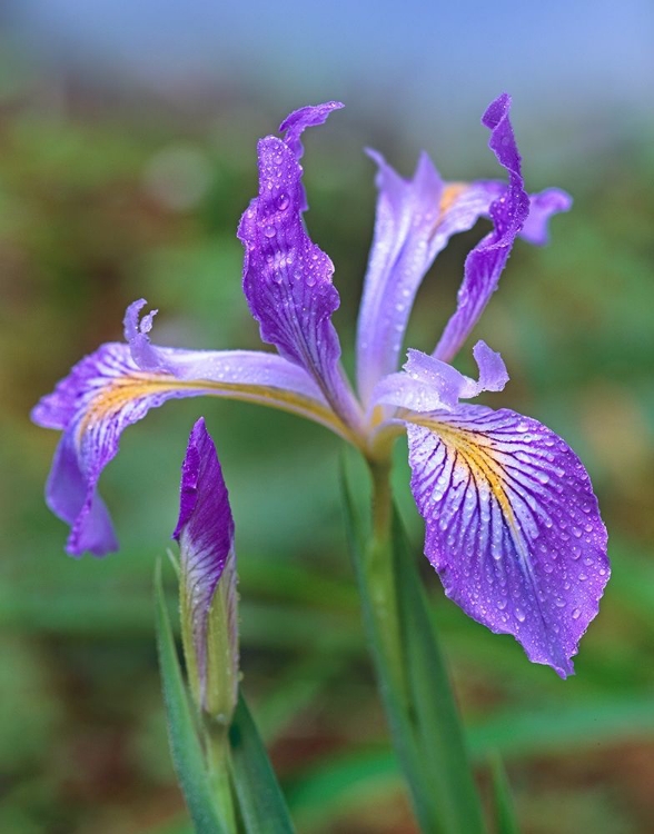 Picture of DOUGLAS IRIS