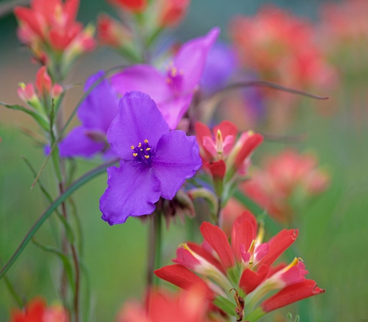 Picture of PRARIE SPIDERWORT AND INDIAN PAINTBRUSHES