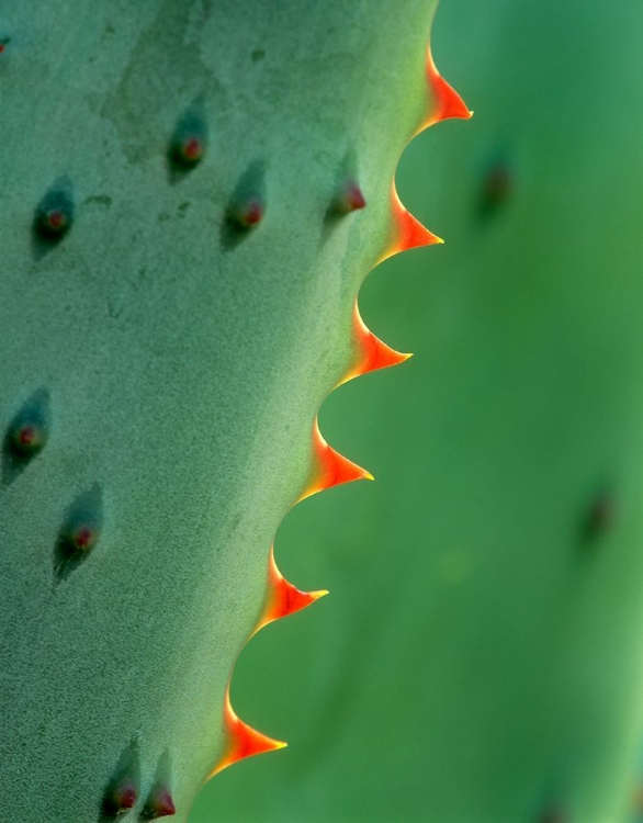 Picture of CAPE ALOE