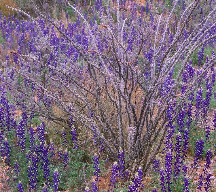 Picture of BLUEBONNETS AND OCOTILLO