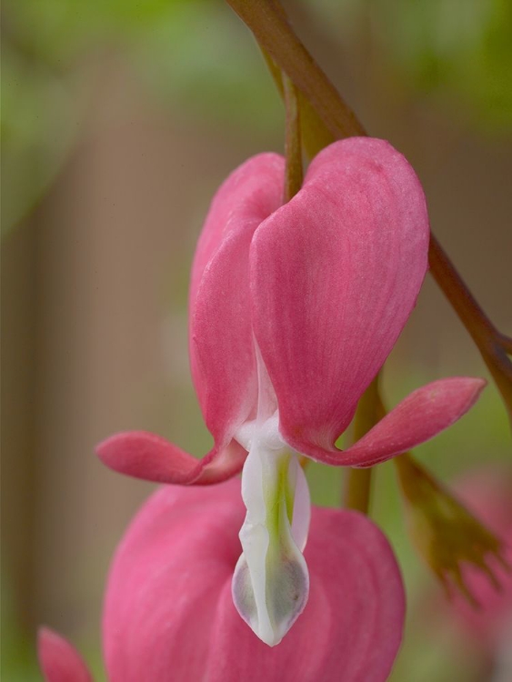 Picture of BLEEDING HEARTS II